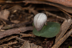Corybas barbarae
