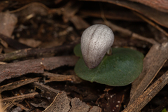 Corybas barbarae