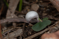 Corybas barbarae