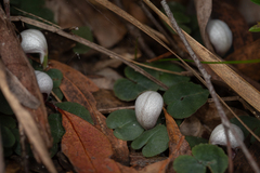 Corybas barbarae