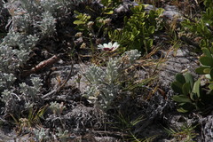 Arctotis stoechadifolia