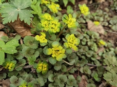 Chrysosplenium pilosum