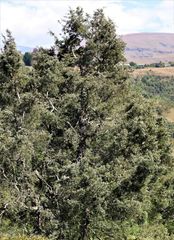 Afrocarpus falcatus