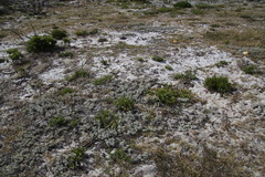 Arctotis stoechadifolia