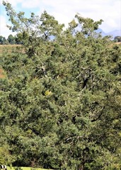 Afrocarpus falcatus