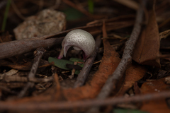 Corybas barbarae