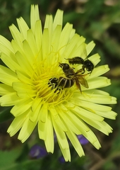 Halictus