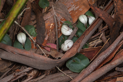 Corybas barbarae