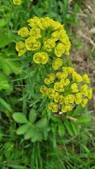 Euphorbia cyparissias