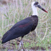 African Woolly-necked Stork - Photo (c) maritzasouthafrica, some rights reserved (CC BY-NC), uploaded by maritzasouthafrica
