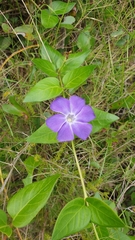 Vinca major