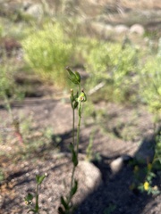 Silene multinervia