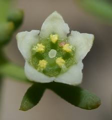 Thesium divaricatum