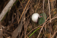 Corybas barbarae