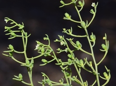 Thesium divaricatum