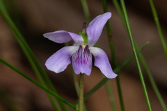 Viola silicestris