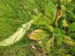 Himantoglossum hircinum