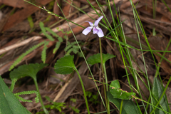 Viola silicestris