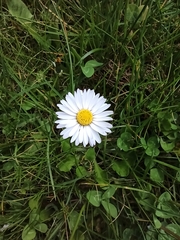 Bellis perennis
