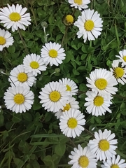 Bellis perennis