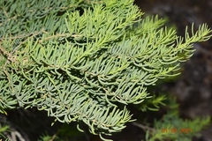 Salsola webbii