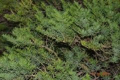 Salsola webbii