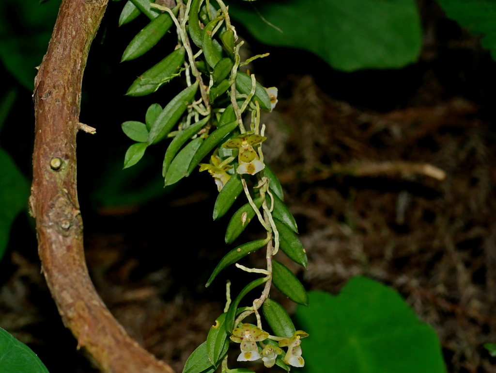 Gastrochilus formosanus