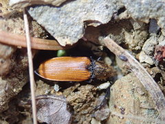 Anostirus castaneus