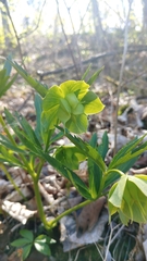 Helleborus viridis