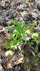 Helleborus viridis
