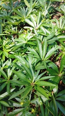 Helleborus viridis