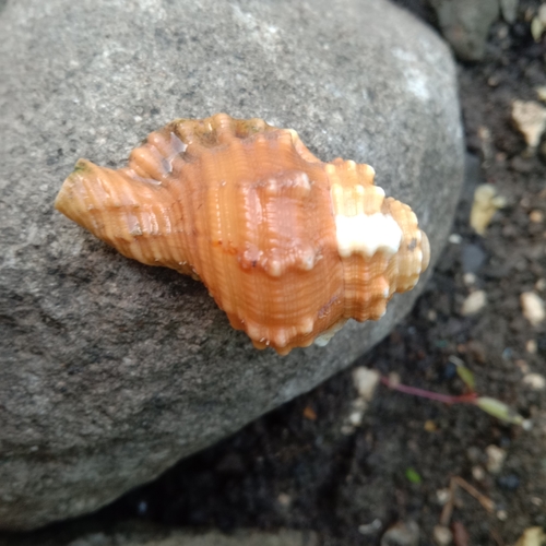 Ranularia pyrum observed 2021-05-09