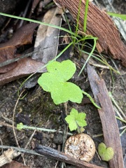 Hydrocotyle acutiloba