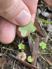 Hydrocotyle acutiloba