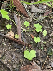 Hydrocotyle acutiloba