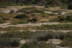 Damaliscus pygargus pygargus