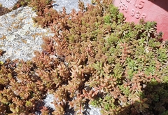 Sedum album