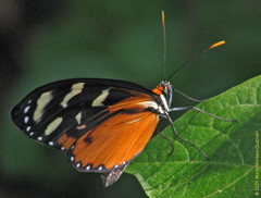 Mechanitis polymnia isthmia