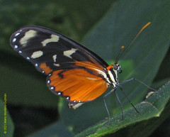 Mechanitis polymnia isthmia