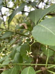 Euonymus hamiltonianus