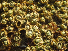 Chthamalus dentatus