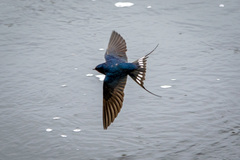Hirundo rustica