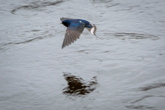 Hirundo rustica