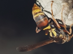 Polistes humilis synoecus