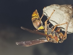 Polistes humilis synoecus