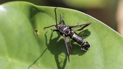 Nokona pilamicola