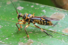 Inara flavopicta