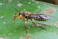 Inara flavopicta