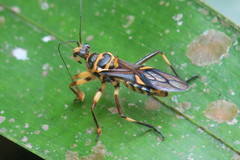 Inara flavopicta