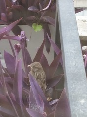 Passer domesticus